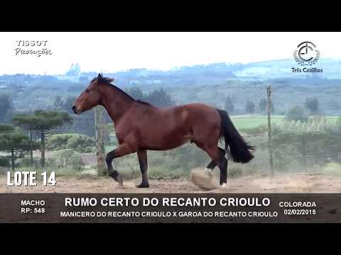 Lote 14   Rumo Certo do Recanto Crioulo