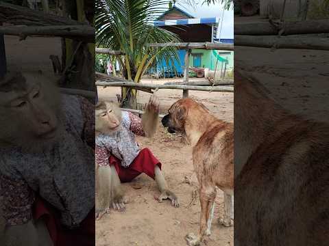 Best SokYaa,OG, ToTo Animals Are So Awesome #shorts