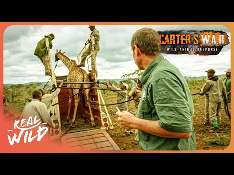 Real Wild and Apex Predators