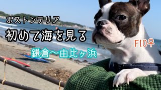 鎌倉散策で初めて海を見たフィオ｜ボストンテリア
