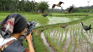 Download lagu Berburu burung rawa ‼️ RUAK RUAK DAN TERUKUR mp3