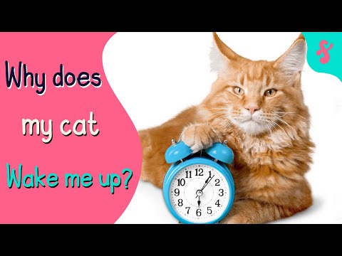 Why does my cat WAKE ME at 3am? | Furry Feline Facts