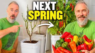 How to Keep Pepper Plants Alive All Winter