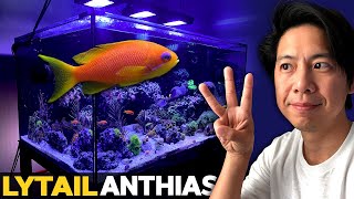 I can't pronounce Lyretail Anthias, Brine Shrimp Hatchery review, Joker Corals, The Reefer Spot!