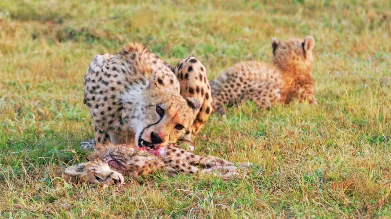 Cheetah Mother Eats Her Own Cub