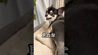 犬、ママ大好きアタック。  #犬との暮らし #chihuahua #dog