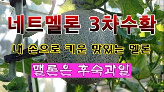[텃밭농부 2,006]  네트멜론 3차수확. 텃밭이 없어도 오케이! #멜론재배