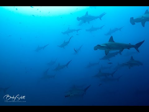 Diving the Galapagos Islands