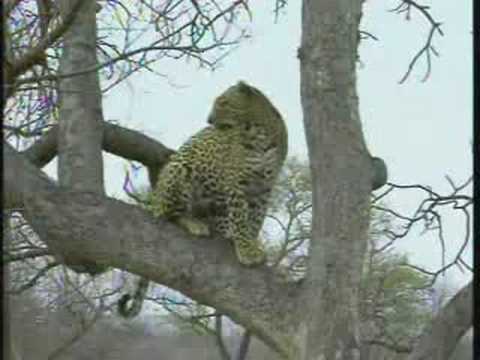 17Sept08 WildEarth pm Drive Cape Buffalo Leopards