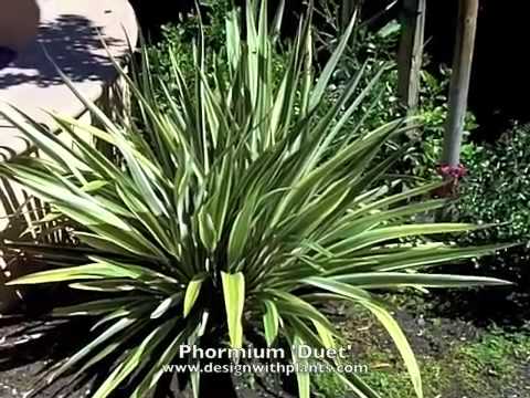 download lagu mp3 mp4 Phormium Dwarf Green, download lagu Phormium Dwarf Green gratis, unduh video klip Phormium Dwarf Green