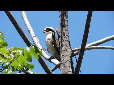 Laughing Falcon "Guaco"