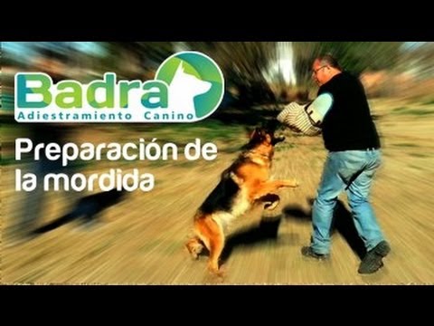 Preparación de mordida para selección