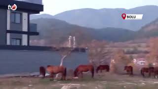 Aç Kalan Yılkı Atları Şehir Merkezine İndi