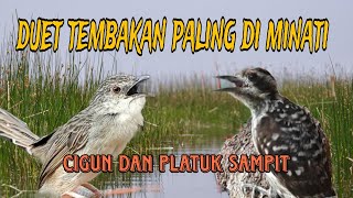 Download lagu cigun dan platuk Sampit masteran yang banyak di cari mp3