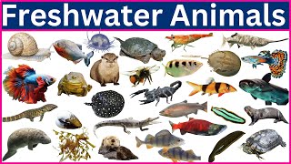 Meet The Most FASCINATING 50 Aquatic Animals On Earth!