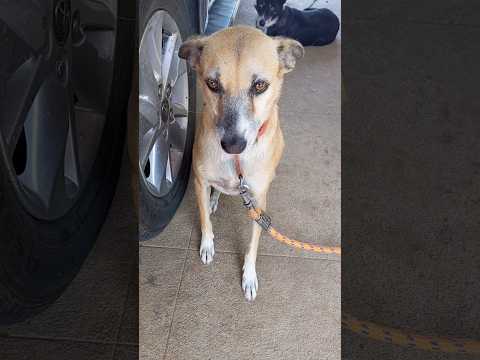 rescue saitan puppy😡😤#shorts#viral#rescue#rescuefacts#animals#pets#amazingfacts#minivlog#vlog#funny