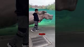 Por qué los hipopótamos son tan peligrosos 🦛🔥☠
