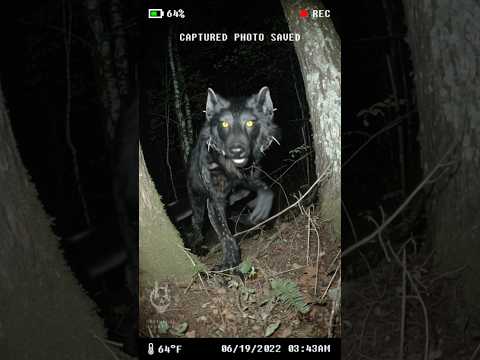 never seen a wolf like this. caught on trail cam (cryptid?)