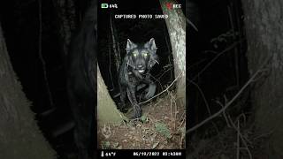 never seen a wolf like this. caught on trail cam (cryptid?)