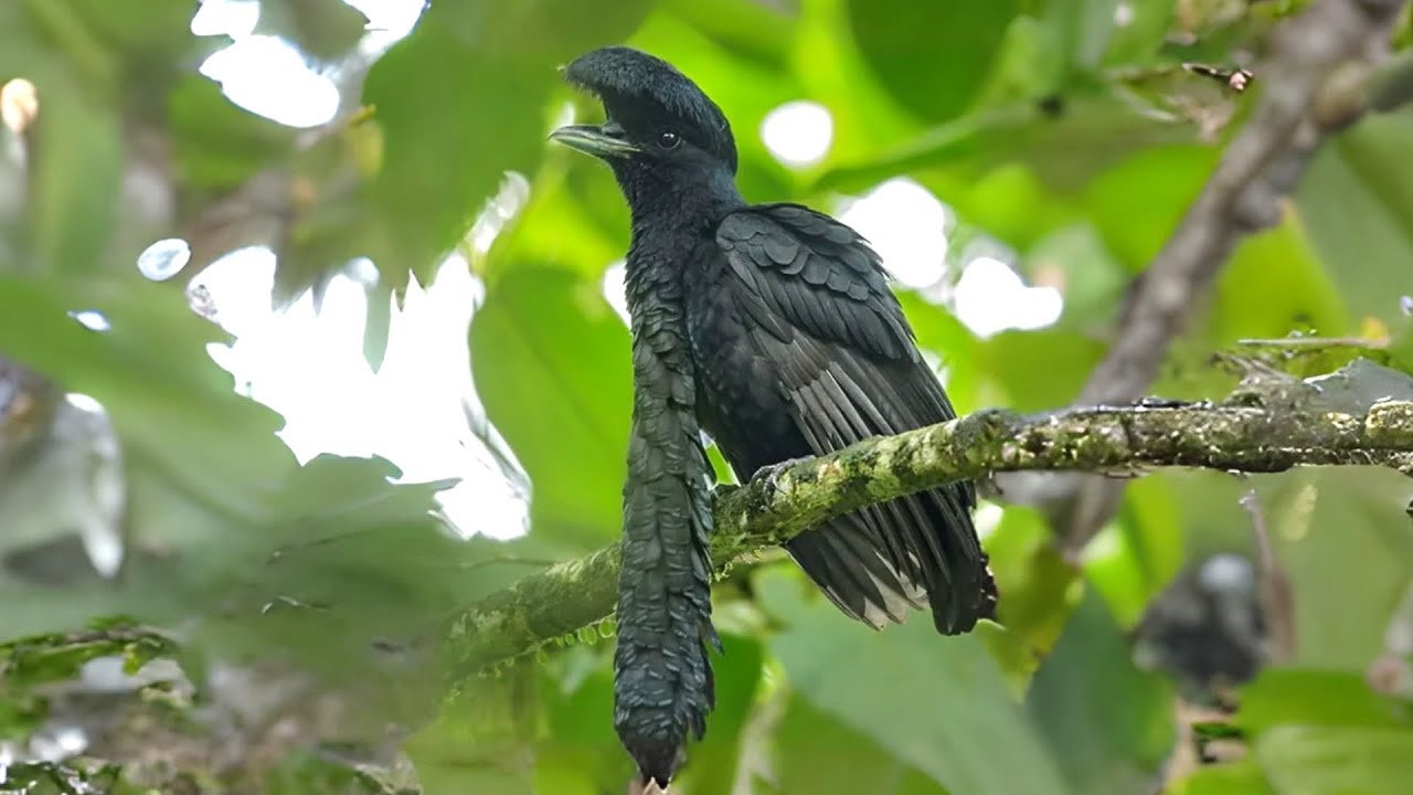 Umbrellabird 🪶 Stunning Feathered Wonder!