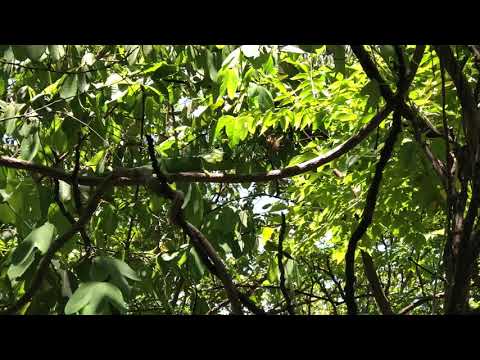 Trying to feed a Chameleon