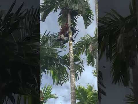 Brilliant Areca Nut Harvesting Machine at the Tops of Trees