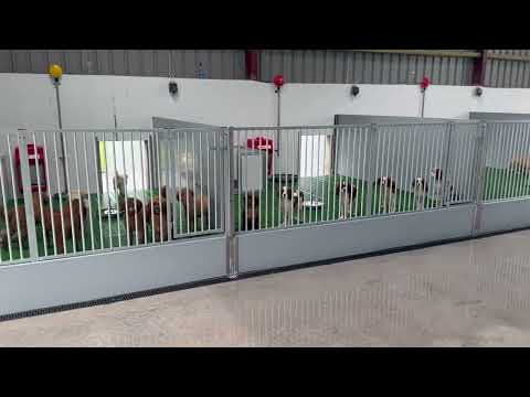 Complete Dog Kennel Setup for sale. - Image 2
