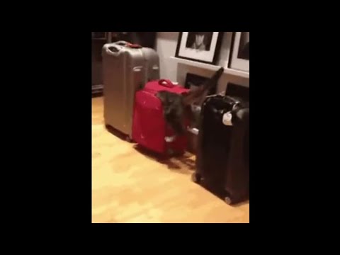 Кошка решила забраться в сумку