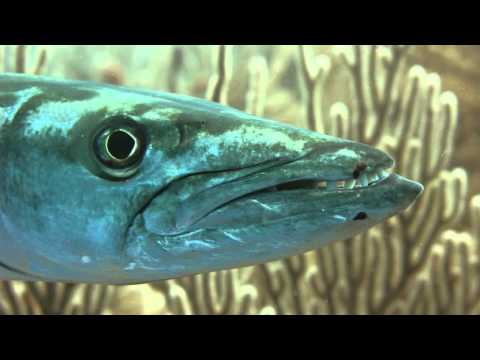 The Footnote & Peter Gabriel feat. Angie Pollock - Different Stories, Different Lives [HIGH QUALITY]