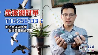 1st Ace pigeon🏆 Taiwan Zhanghua Jin Xi hu club Winter race 2016丨T16-256433丨Lin Ruitong