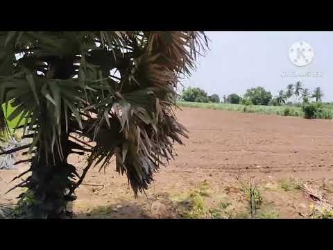  Agricultural Land 3 Acre for Sale in Thirukanurpatti, Thanjavur