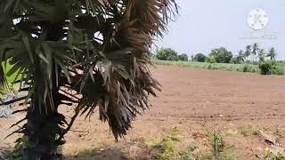  Agricultural Land for Sale in Thirukanurpatti, Thanjavur