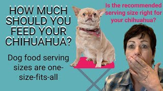 HOW TO FEED YOUR CHIHUAHUA CORRECTLY! What is the right amount of dog food for your dog