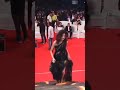 Jennifer Winget ️ ️ ️ Beyhadh Shorts