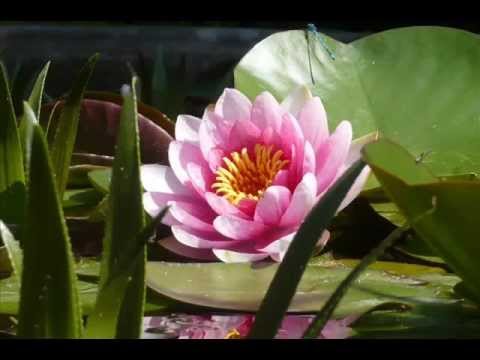 ZAMIRA - Problémák elengedése Meditáció