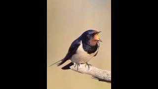 Download lagu Burung layang-layang bernyanyi dengan indah #barnswallow #birdsounds #birdvoice #birdslover #birdsong mp3
