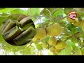 Kiwi fruit is a nutritional factory