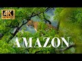 Amazonas Tiere 4k Wundervoller Tierfilm Mit Beruhigender Musik