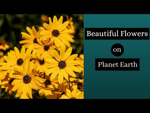 Beautiful Flowers on Planet Earth || Relaxing Music - YouTube