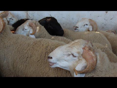 علوش باجة البركوس خير العلوش الصغير في البنة و أرخص في السوم ، فكرة على اسعار العلالش في رحبة باجة