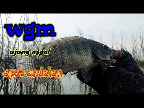 WGM terbaru...ujung aspal..spot andalan,.selalu ada berotan di spot ini