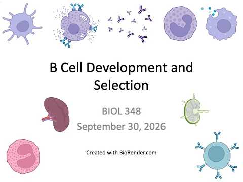 Immunology Fall 2026: Lecture 13 B cell Development and Selection