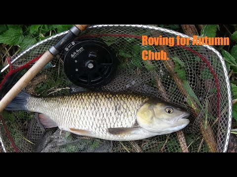Roving for CHUB on a small River - Oct 2021