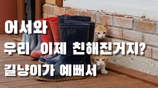 너 길냥이 맞어? 비 피하다가 고양이 삼매경