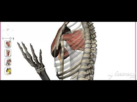 Shoulder muscles action 3