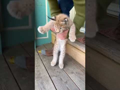 Рысь принесла детеныша к дому людей и они вырастили его