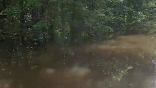 Flood Waters June 5, 2016 Holiday Lakes, Tx. Volunteer Fire Dept Rescues Black Lab from drowning #2
