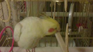 Попугай - лесоруб. Boney&#39;NEM