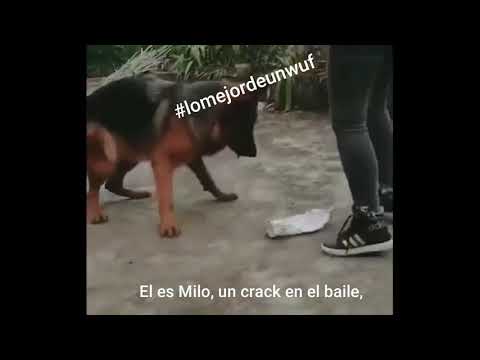 WhatsApp Video 2020 12 22 at 11 08 21 AM