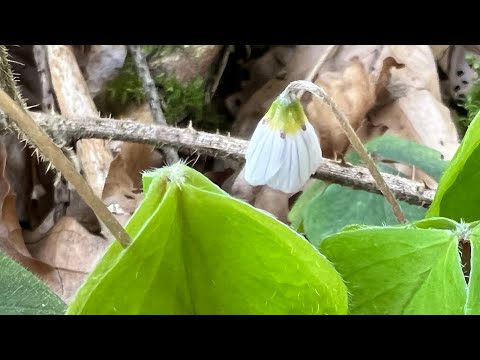 Essbare Wildkräuter im April